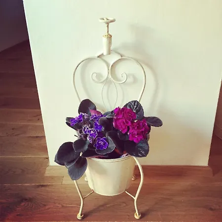 Daire Old Town Boutique *